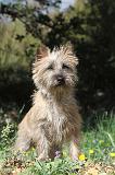CAIRN TERRIER 080